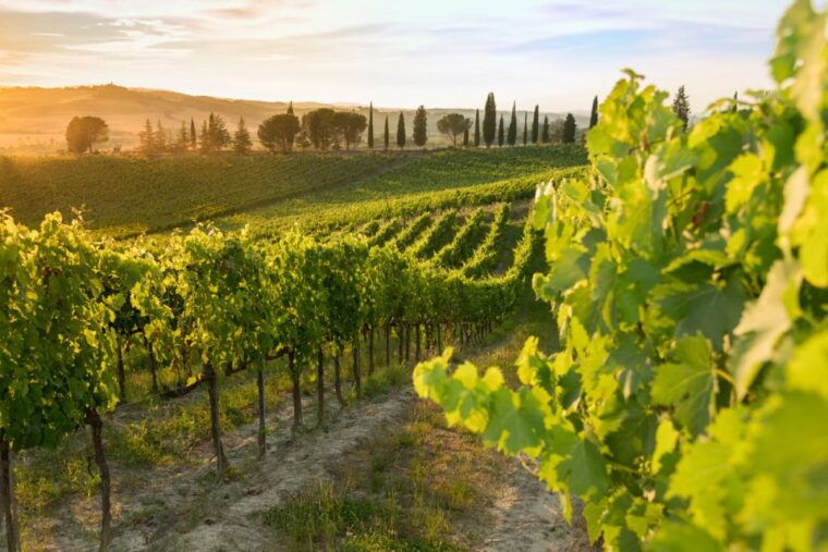 montalcino-brunello-wine-tasting-lunch-in-a-tuscan-castle
