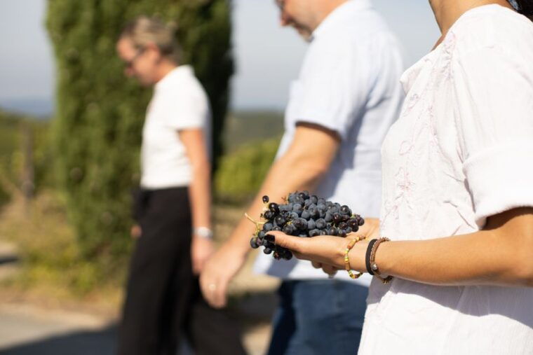 montalcino-guided-winery-tour-gourmet-food-tasting