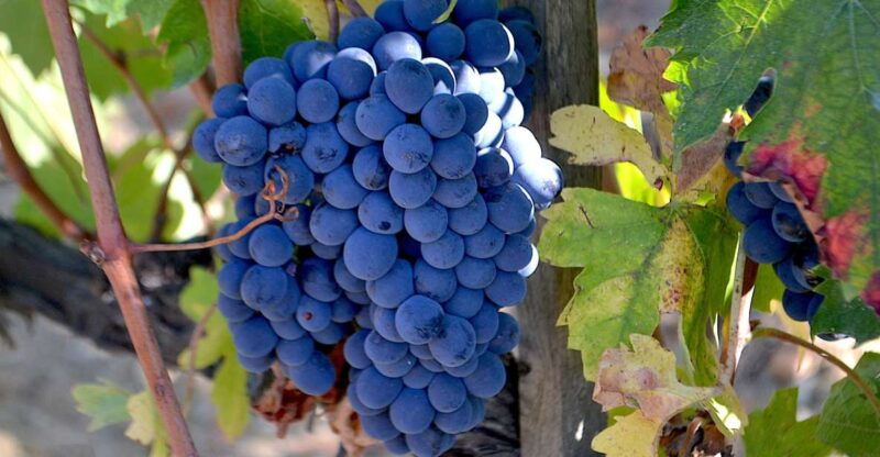 montalcino-small-group-brunello-wine-tour-from-florence