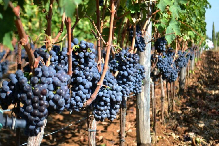 montalcino-small-group-brunello-wine-tour-from-florence