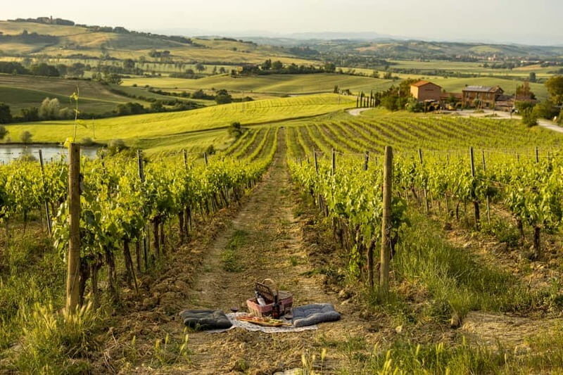 Montalcino: Vineyard Picnic with Rosso di Montalcino Wine - Montalcino: Vineyard Picnic with Rosso di Montalcino Wine – A Detailed Review