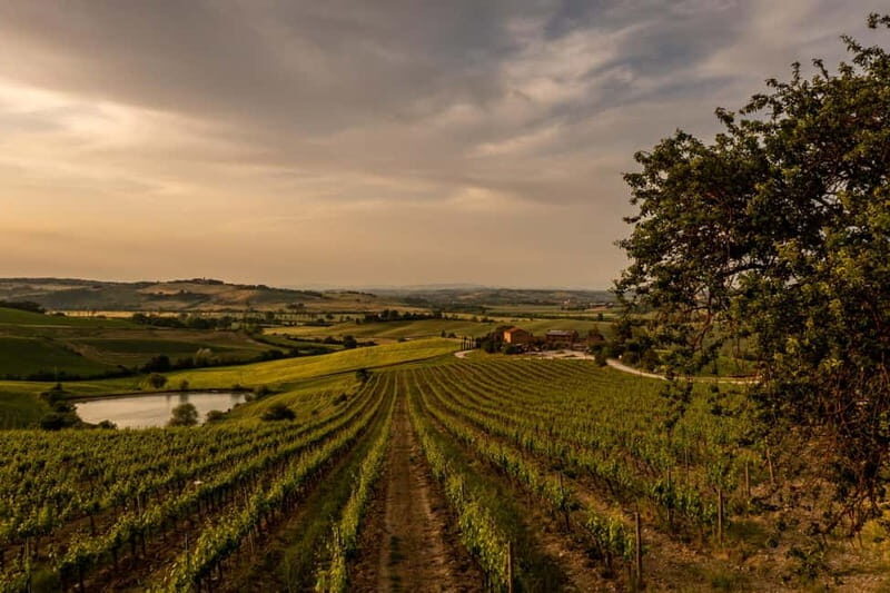 Montalcino: Vineyard Picnic with Rosso di Montalcino Wine - Key Points