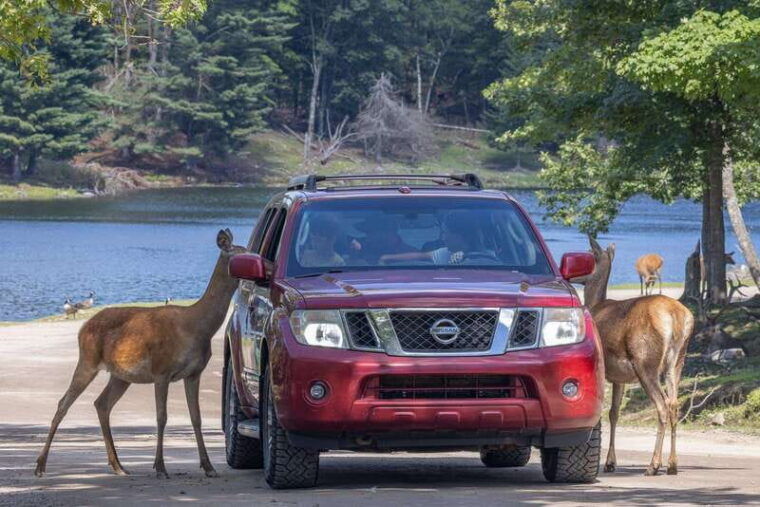 montebello-general-admission-to-parc-omega
