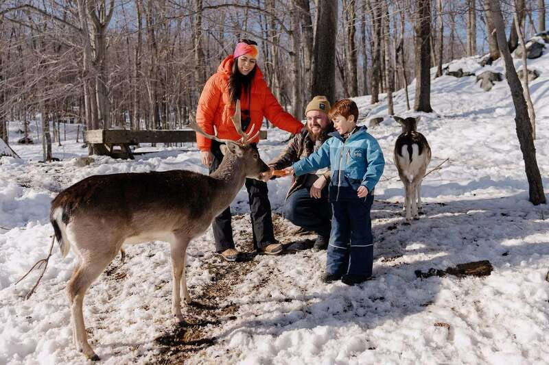 montebello-morning-vip-tour-at-parc-omega-2hr-30min
