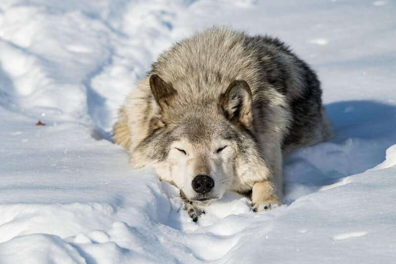 montebello-morning-vip-tour-at-parc-omega-2hr-30min