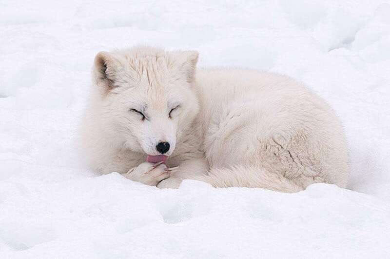 montebello-morning-vip-tour-at-parc-omega-2hr-30min