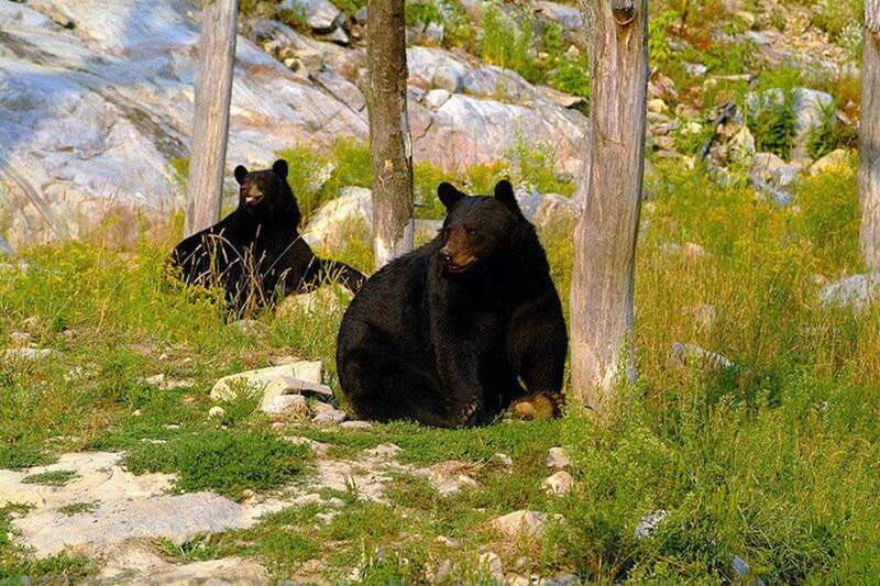 montebello-morning-vip-tour-at-parc-omega-2hr-30min