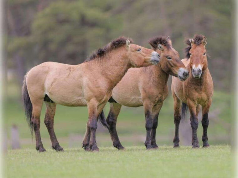 montebello-morning-vip-tour-at-parc-omega-2hr-30min