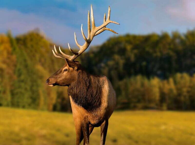 montebello-morning-vip-tour-at-parc-omega-2hr-30min