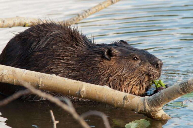 montebello-morning-vip-tour-at-parc-omega-2hr-30min