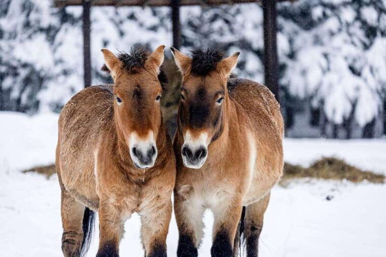 montebello-morning-vip-tour-at-parc-omega-2hr-30min