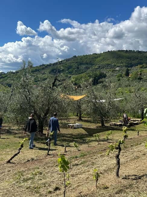 Montecatini Alto: Gourmet picnic among the olive trees with EVO oil pairing - Frequently Asked Questions  