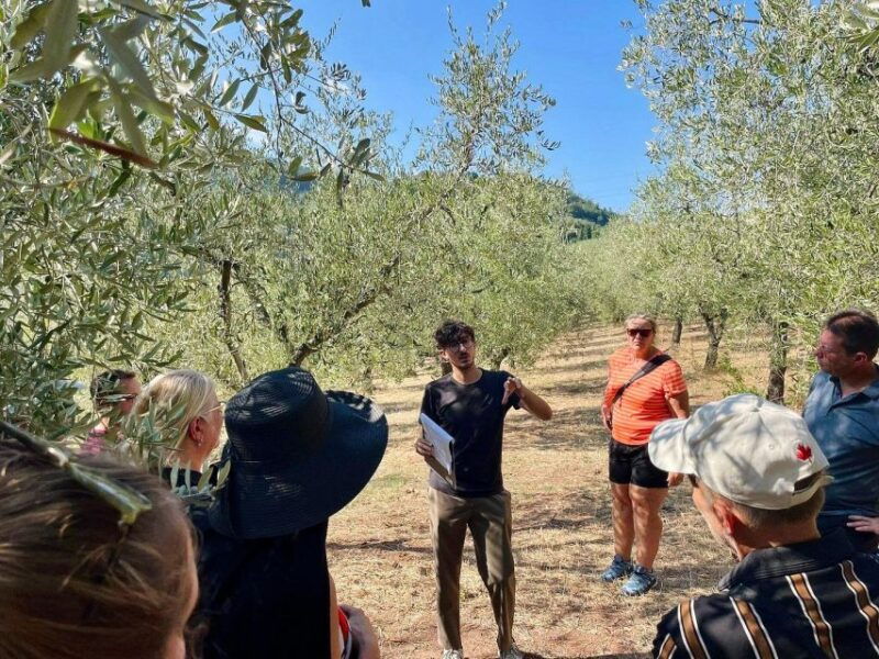 montecatini-terme-olive-grove-tour-with-oil-tasting