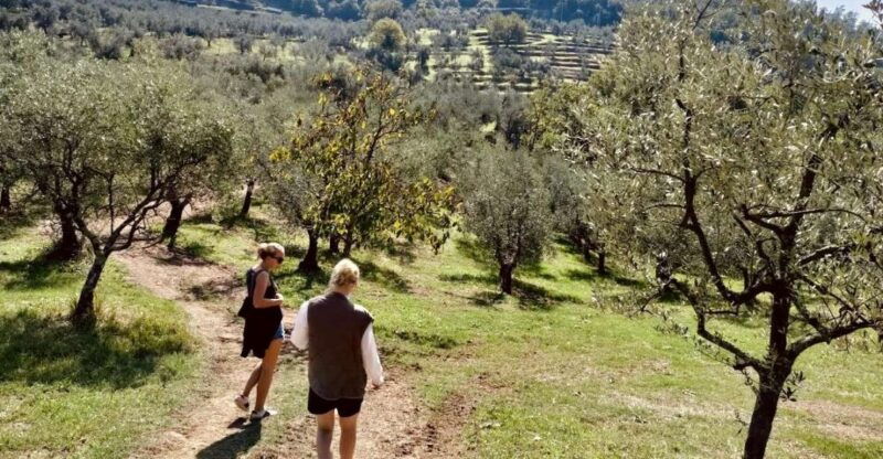 montecatini-terme-olive-grove-tour-with-oil-tasting