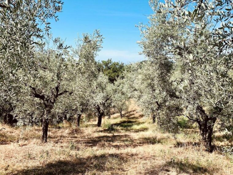 montecatini-terme-olive-grove-tour-with-oil-tasting