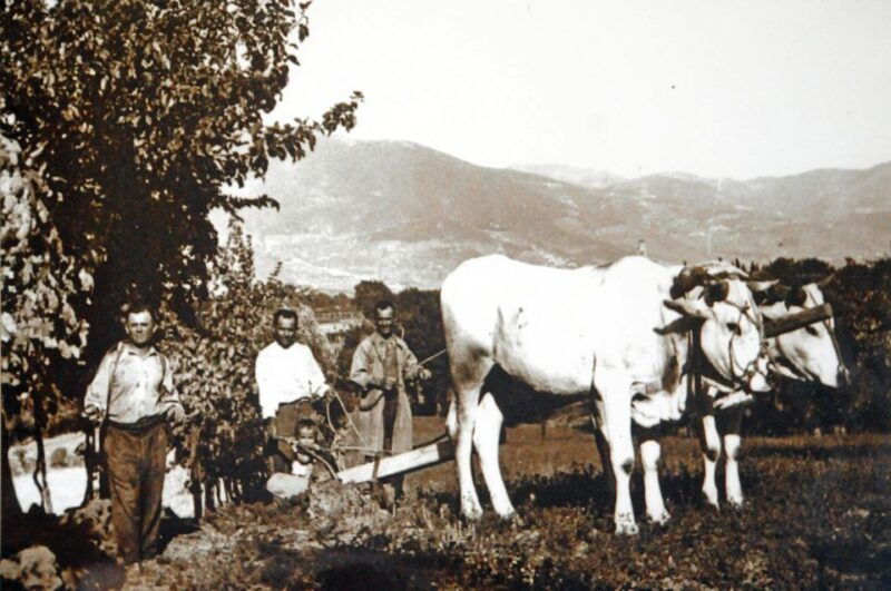 montefalco-winery-and-vineyard-tour-and-private-tasting