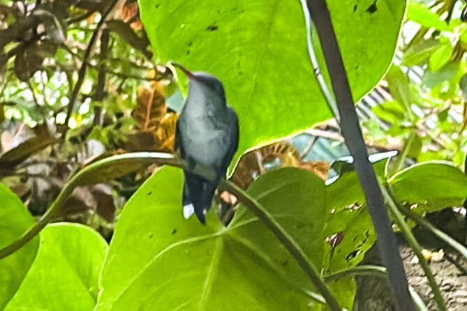 montego-bay-bird-sancturary-with-stunning-ocean-views