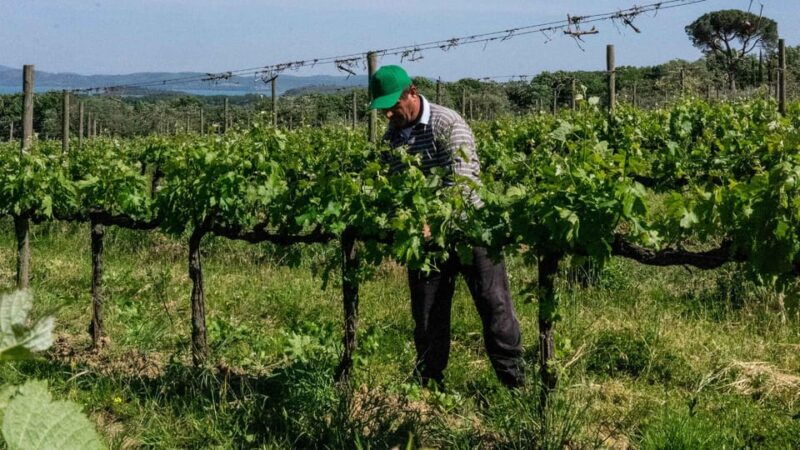 montemelino-rare-wines-selection