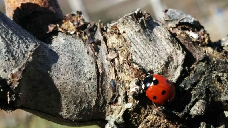 montemelino-rare-wines-selection