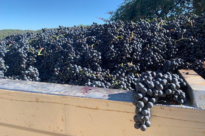 montepulciano-pienza-montalcino-tour-from-florence-2