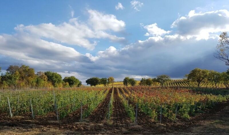 montepulciano-tuscan-winery-tour-with-wine-tasting-meal