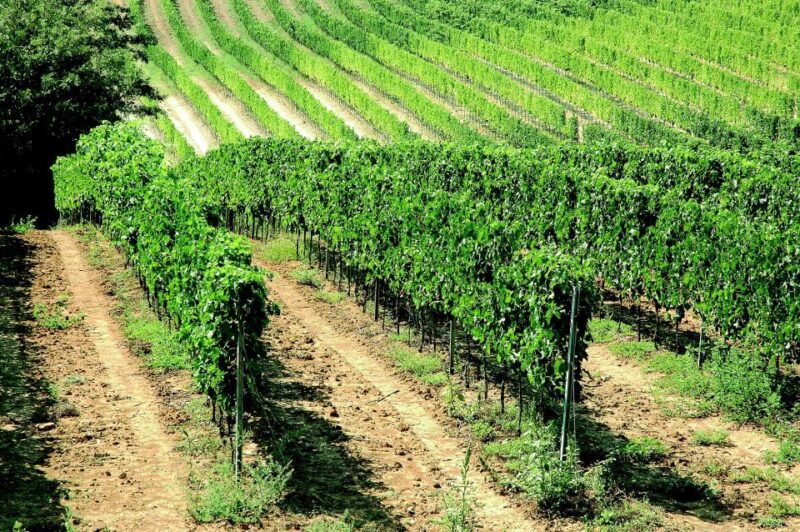 montepulciano-vino-nobile-wine-tour-meet-the-producers