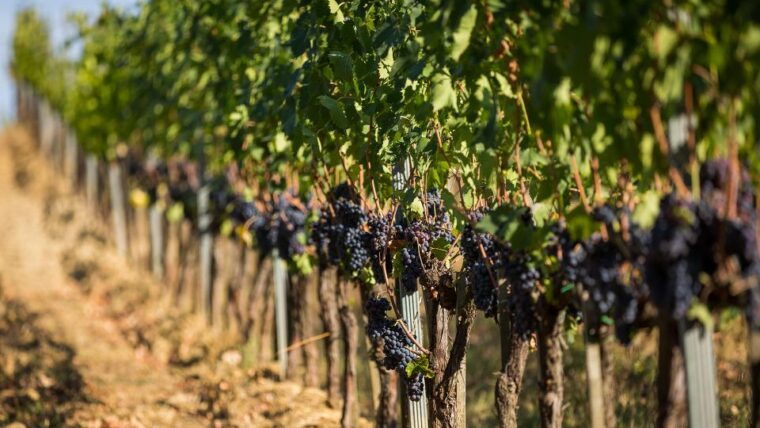 montepulciano-wine-tasting-with-typical-tuscan-cold-cuts