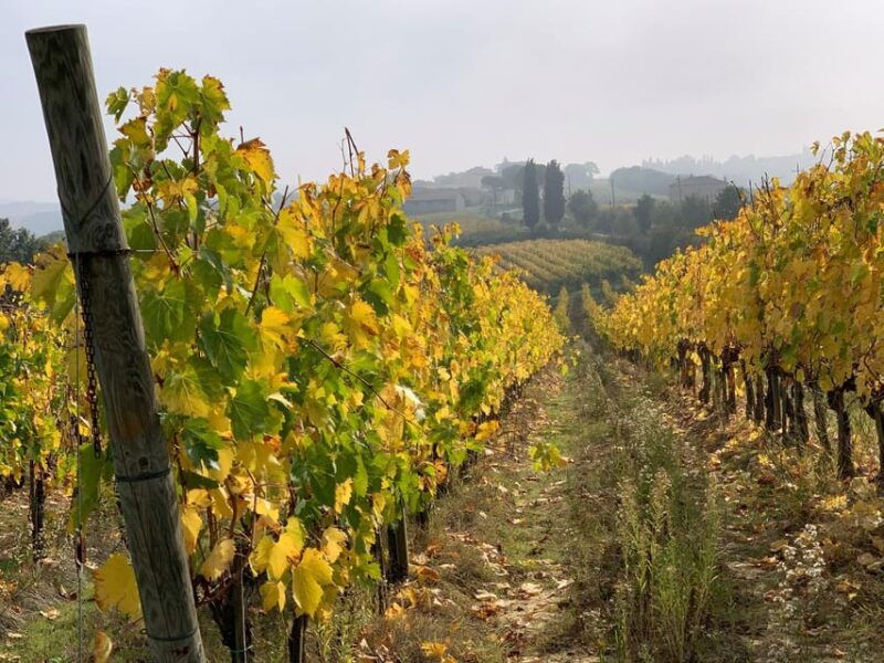 montepulciano-wine-tour-and-tasting