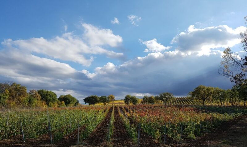 montepulciano-winery-tour-tasting-and-vineyard-picnic