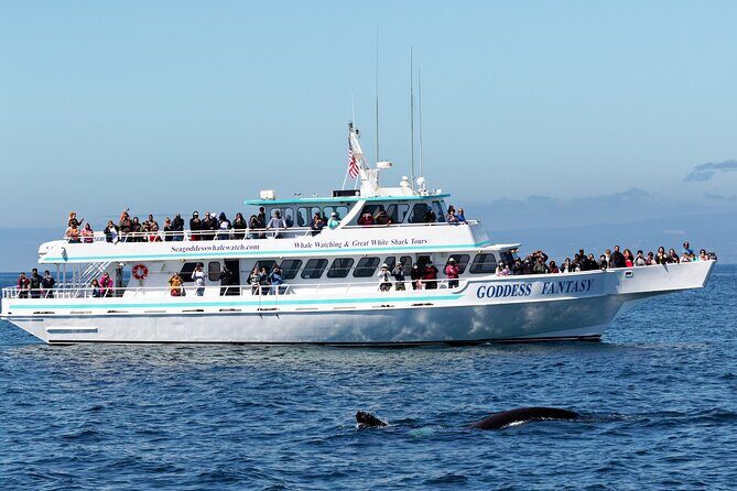 Monterey Bay Whale Watching - An Overview of Monterey Bay Whale Watching