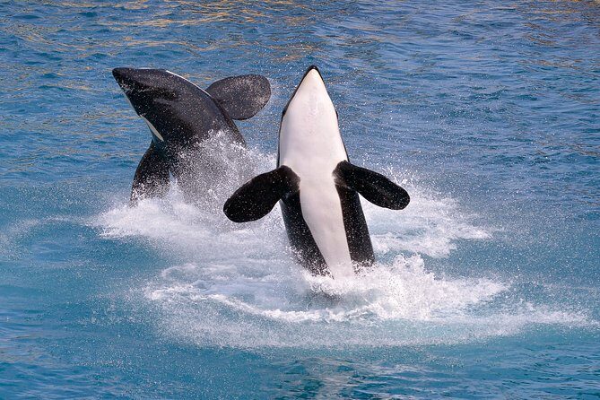 Monterey Bay Whale Watching - In-Depth: Why This Tour Is Worth It