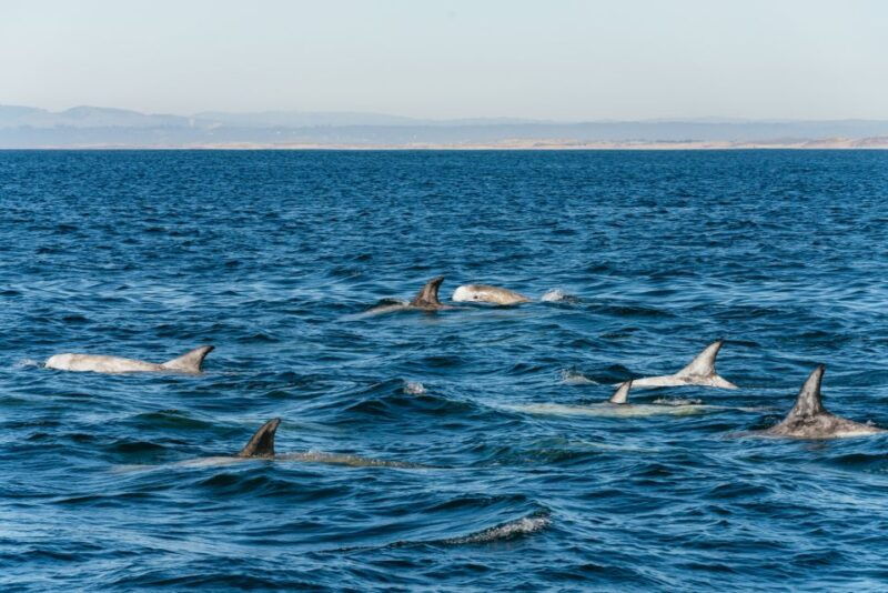 monterey-bay-whale-watching-tour
