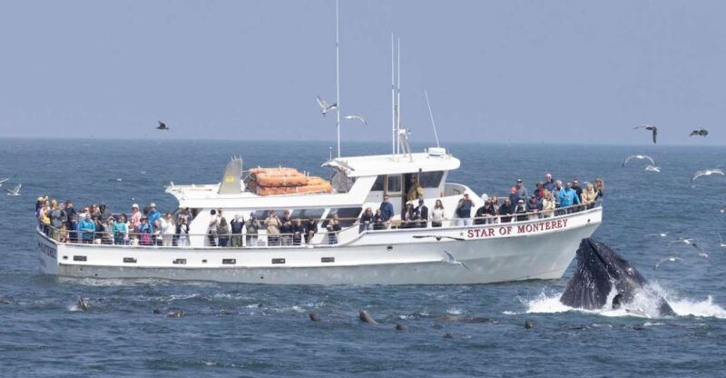monterey-monterey-bay-dolphin-and-whale-watching-boat-tour