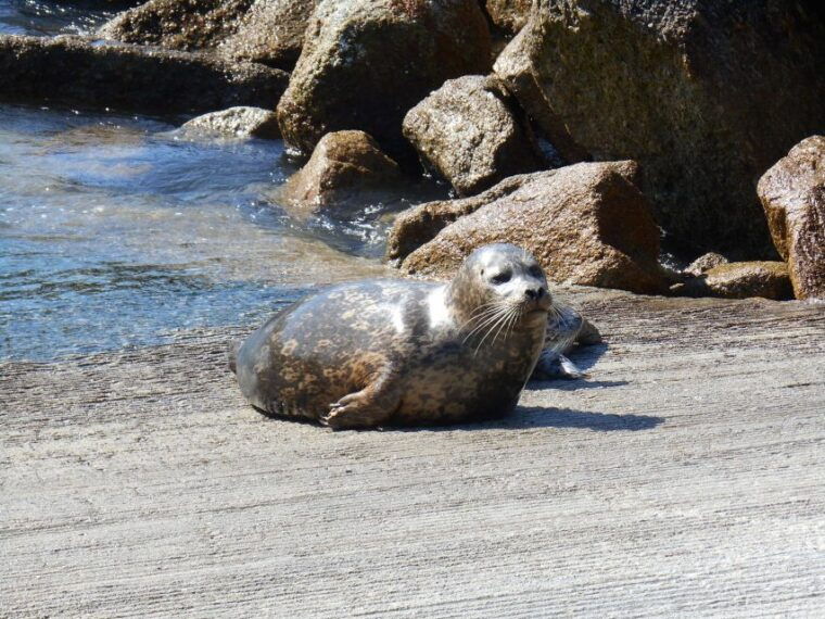 monterey-peninsula-sightseeing-tour-including-17-mile-drive