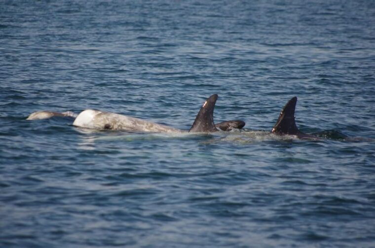 monterey-private-whale-watching-sailing-tour-for-6