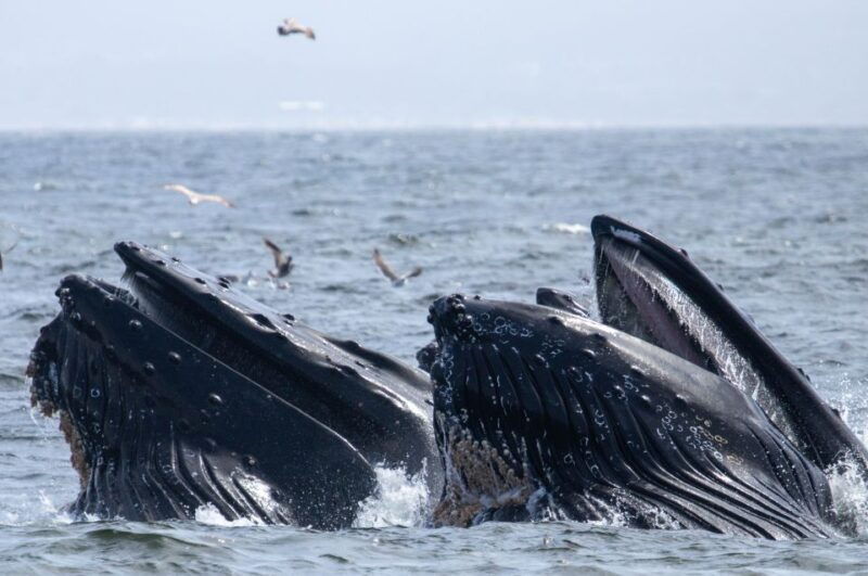monterey-sunset-whale-watching-cruise-with-a-guide