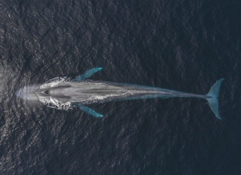 monterey-sunset-whale-watching-cruise-with-a-guide