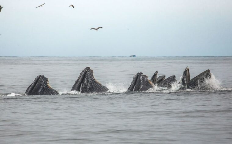 monterey-sunset-whale-watching-cruise-with-a-guide