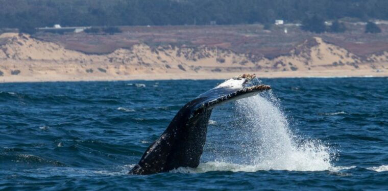 monterey-sunset-whale-watching-cruise-with-a-guide