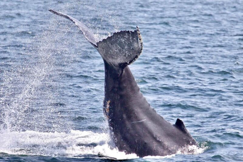 monterey-whale-watching-cruise