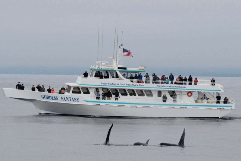 monterey-whale-watching-cruise