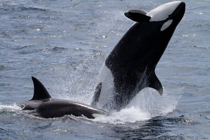 monterey-whale-watching-tour