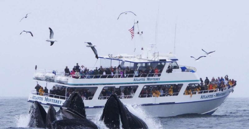monterey-whale-watching-tour-with-a-marine-guide