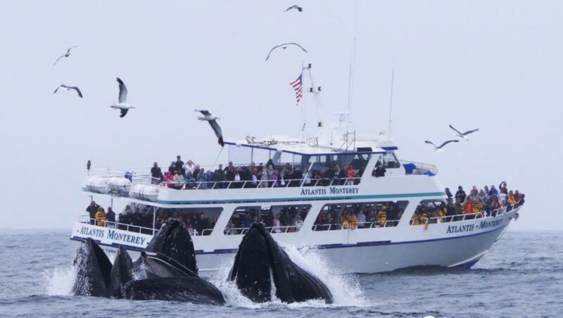 monterey-whale-watching-tour-with-a-marine-guide