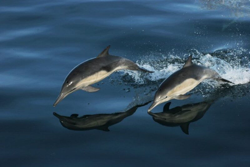 monterey-whale-watching-tour-with-a-marine-guide