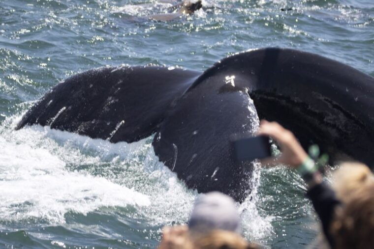 monterey-whale-watching-tour-with-a-marine-guide