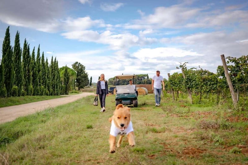 Monteriggioni: Vineyard Golf Cart Tour with Wine and Lunch - Key Points