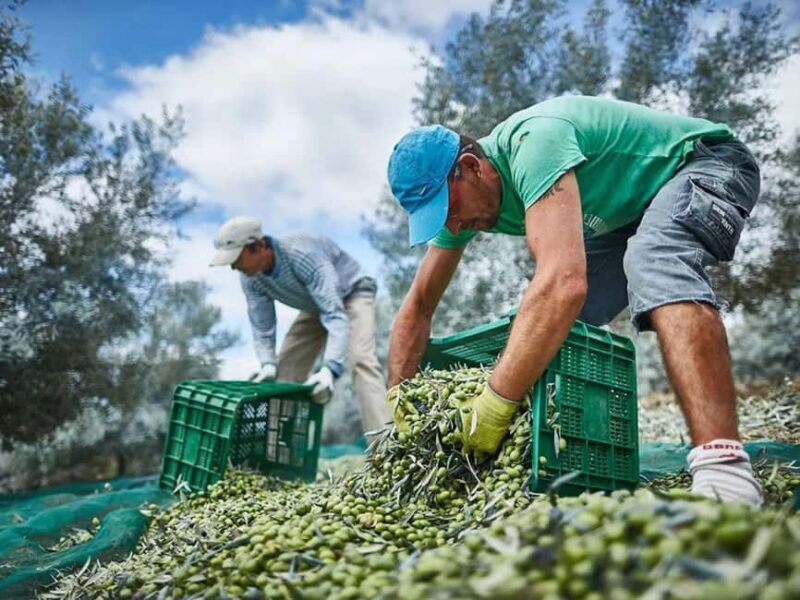 Monterosa Olive Grove: Visit to the Mill & Olive Oil Tasting - The Practicalities: Booking, Timing, and Flexibility
