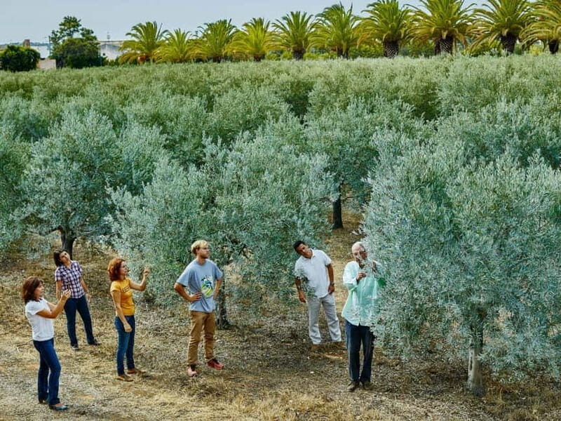 Monterosa Olive Grove: Visit to the Mill & Olive Oil Tasting - Key Points