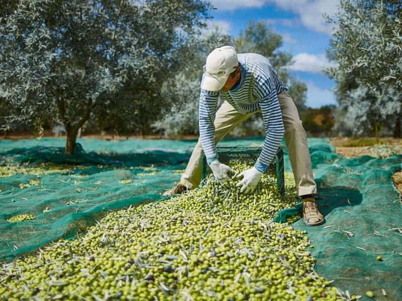 Monterosa Olive Grove: Visit to the Mill & Olive Oil Tasting - A Closer Look at the Olive Grove Tour in Algarve